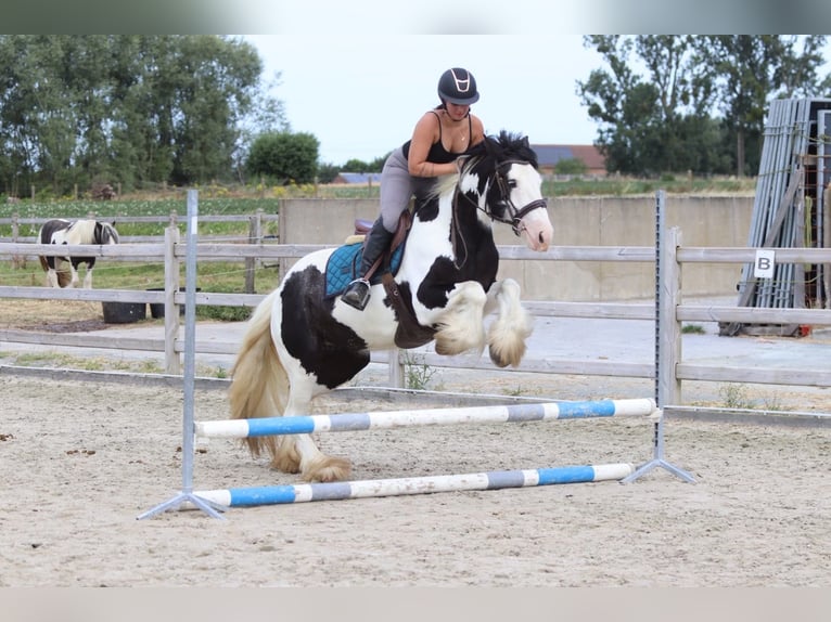 Tinker Klacz 4 lat 151 cm Srokata in Pepingen