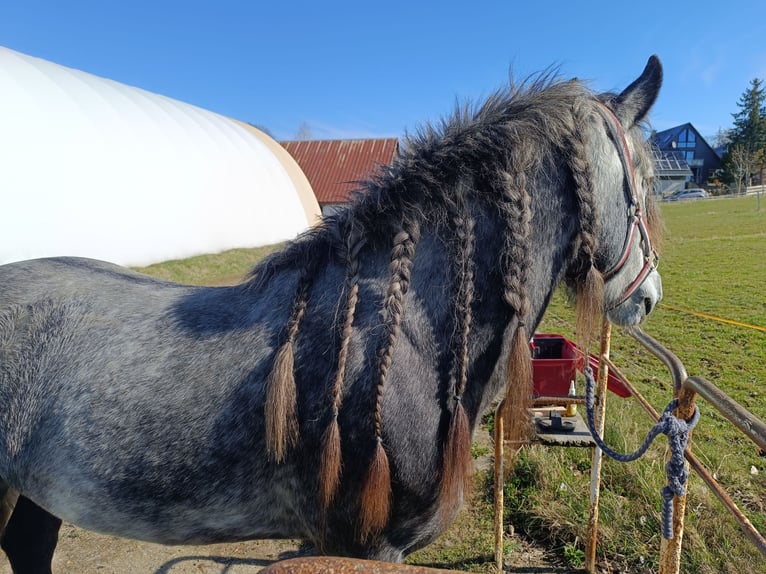 Tinker Klacz 4 lat 152 cm Siwa jabłkowita in Schwarzenberg/Erzgebirge