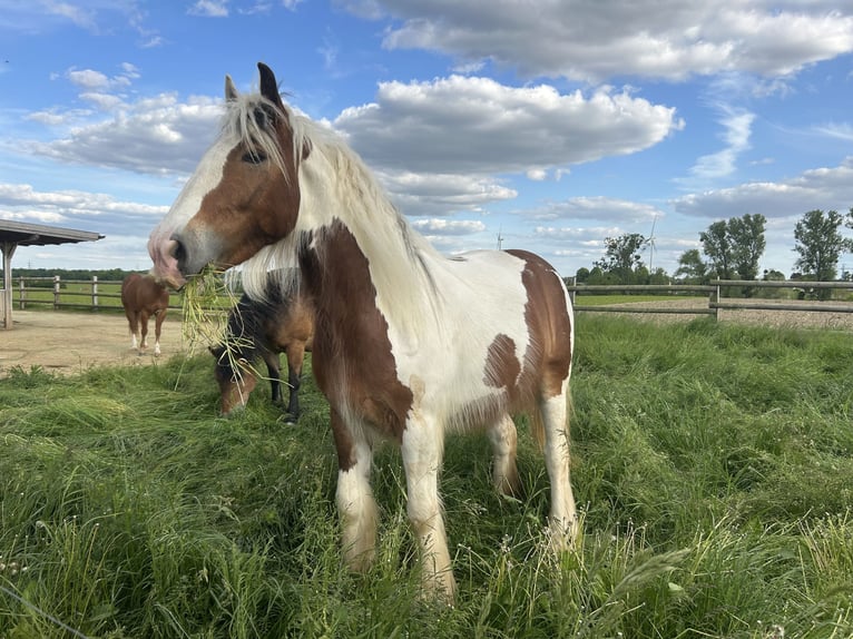 Tinker Klacz 4 lat 156 cm Srokata in Elsdorf