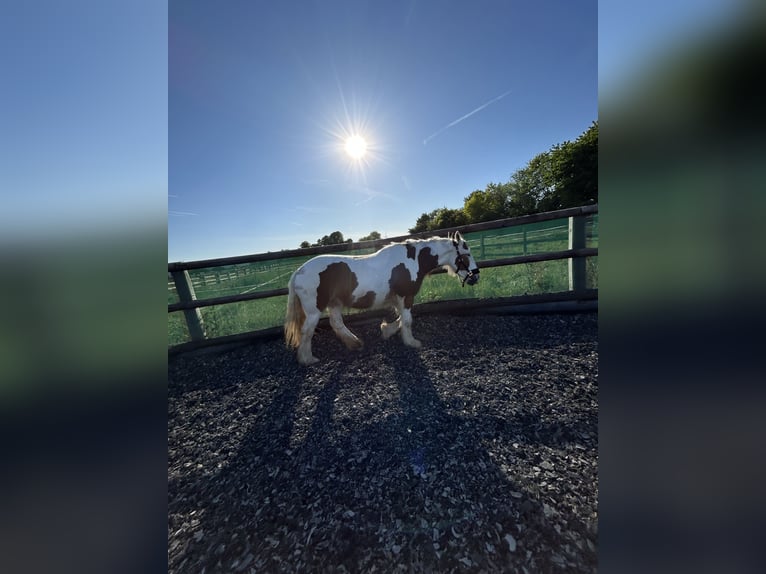 Tinker Klacz 4 lat 156 cm Srokata in Elsdorf
