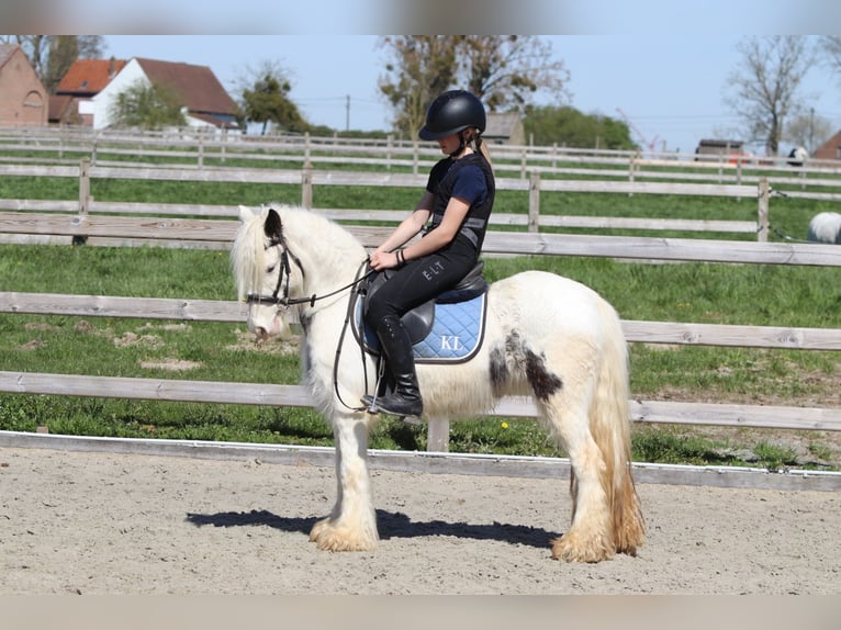 Tinker Klacz 5 lat 122 cm Srokata in Pepingen