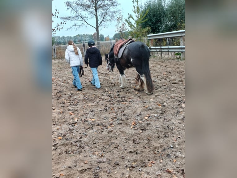 Tinker Klacz 5 lat 123 cm Srokata in Hohenhameln