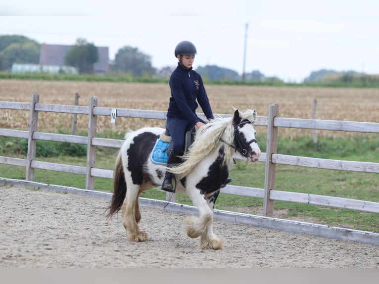 Tinker Klacz 5 lat 127 cm Srokata in Bogaarden