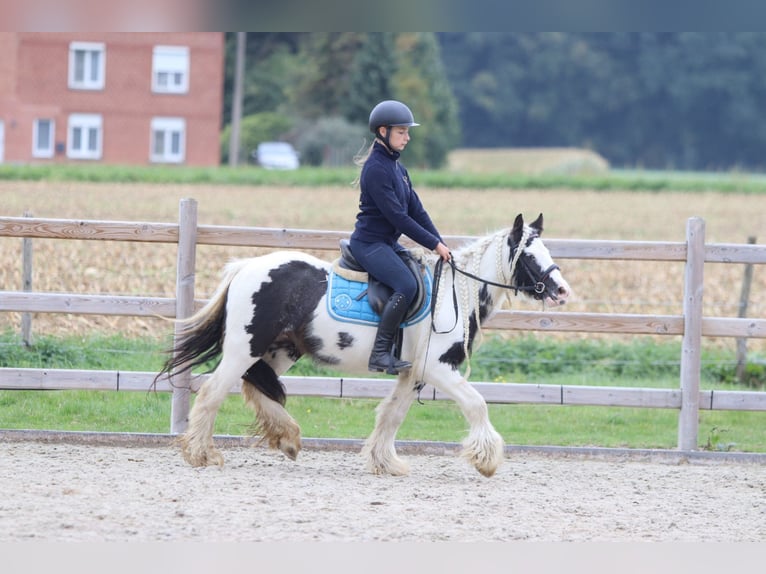 Tinker Klacz 5 lat 127 cm Srokata in Bogaarden