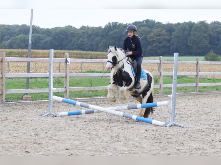 Tinker Klacz 5 lat 127 cm Srokata in Bogaarden