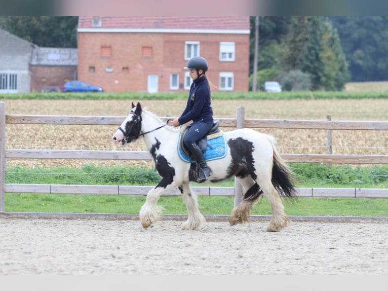 Tinker Klacz 5 lat 127 cm Srokata in Bogaarden