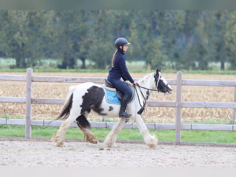 Tinker Klacz 5 lat 127 cm Srokata in Bogaarden
