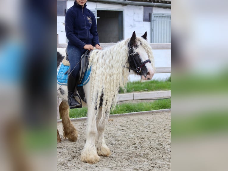 Tinker Klacz 5 lat 127 cm Srokata in Bogaarden