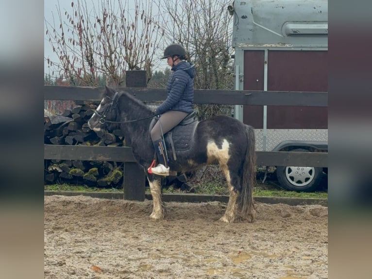 Tinker Mix Klacz 5 lat 128 cm Srokata in Daleiden