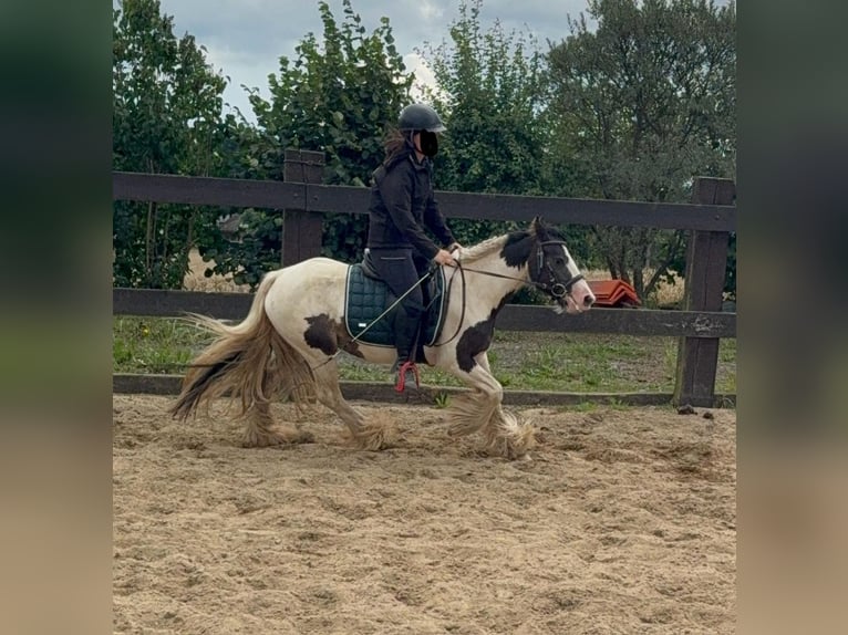Tinker Klacz 5 lat 132 cm in Daleiden