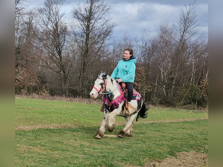 Tinker Klacz 5 lat 135 cm Srokata in Linkenbach