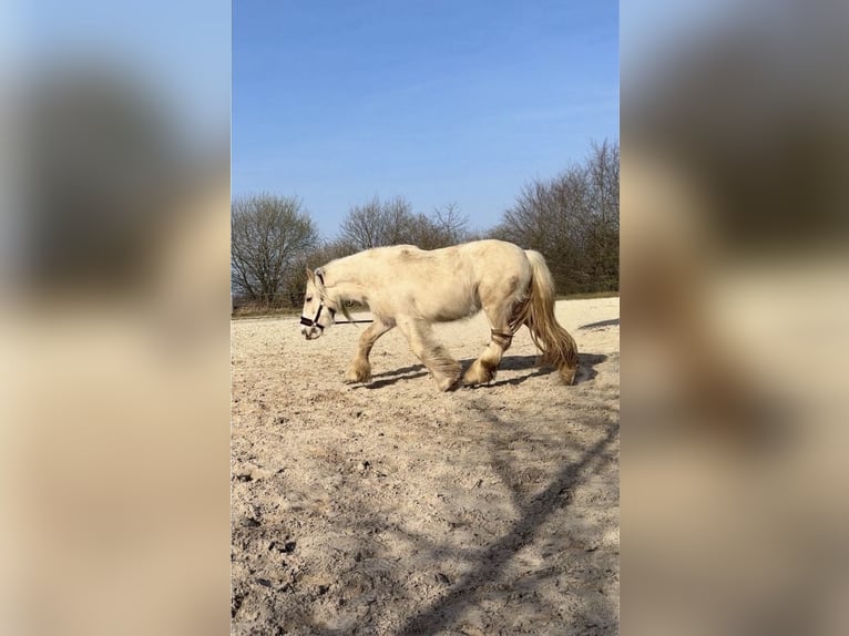 Tinker Klacz 5 lat 140 cm Izabelowata in Halver