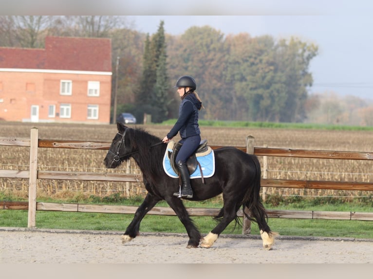 Tinker Klacz 5 lat 140 cm Kara in Bogaarden