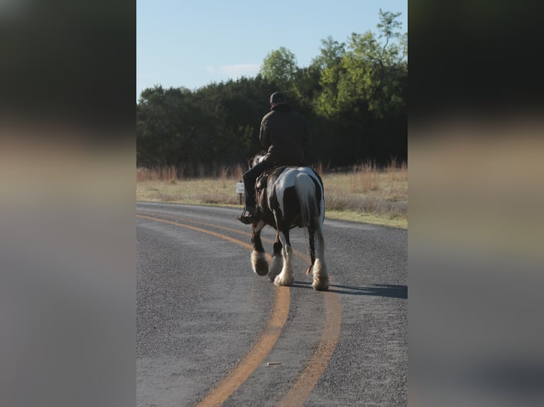 Tinker Klacz 5 lat 140 cm Srokata in Dublin