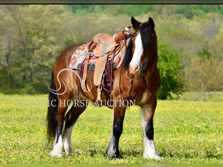 Tinker Klacz 5 lat 142 cm Gniada in Somerset, KY