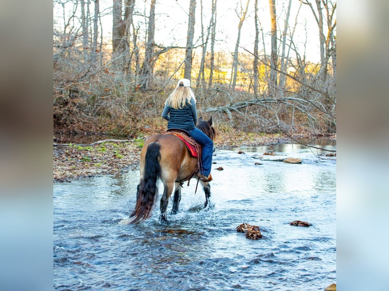 Tinker Klacz 5 lat 145 cm Gniada in Santa Fe