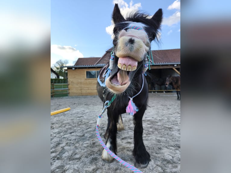 Tinker Klacz 5 lat 150 cm Kara in Rüthen