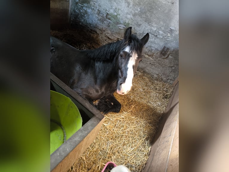 Tinker Klacz 5 lat 150 cm Kara in Rüthen