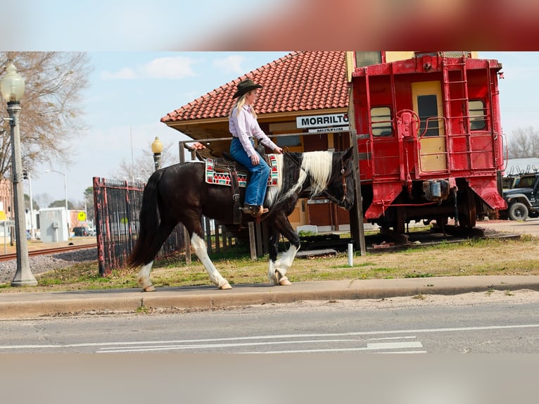 Tinker Mix Klacz 5 lat 150 cm Srokata in Quitman