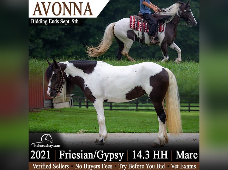 Tinker Mix Klacz 5 lat 150 cm Tobiano wszelkich maści in Shipshewana, IN