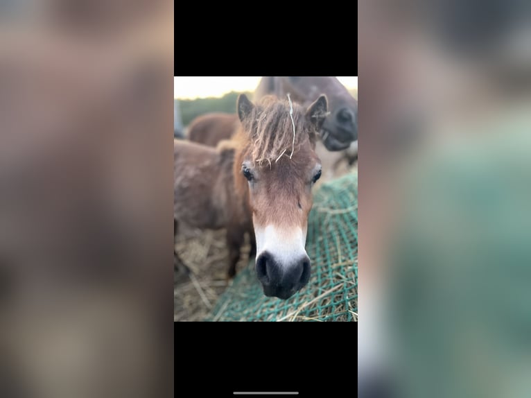 Tinker Klacz 5 lat 90 cm Kasztanowata in Wangerland Hohenkirchen