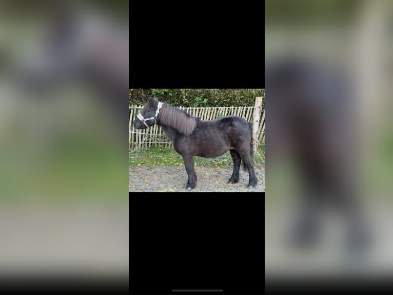Tinker Klacz 5 lat 90 cm Kasztanowata in Wangerland Hohenkirchen