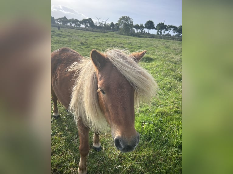 Tinker Klacz 5 lat 90 cm Kasztanowata in Wangerland Hohenkirchen
