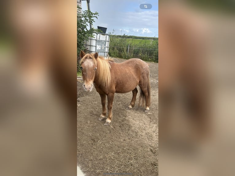 Tinker Klacz 5 lat 90 cm Kasztanowata in Wangerland Hohenkirchen