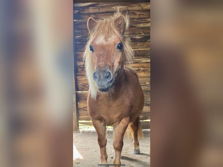 Tinker Klacz 5 lat 90 cm Kasztanowata in Wangerland Hohenkirchen