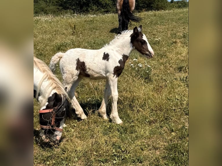 Tinker Klacz 6 lat 130 cm Srokata in Daleiden