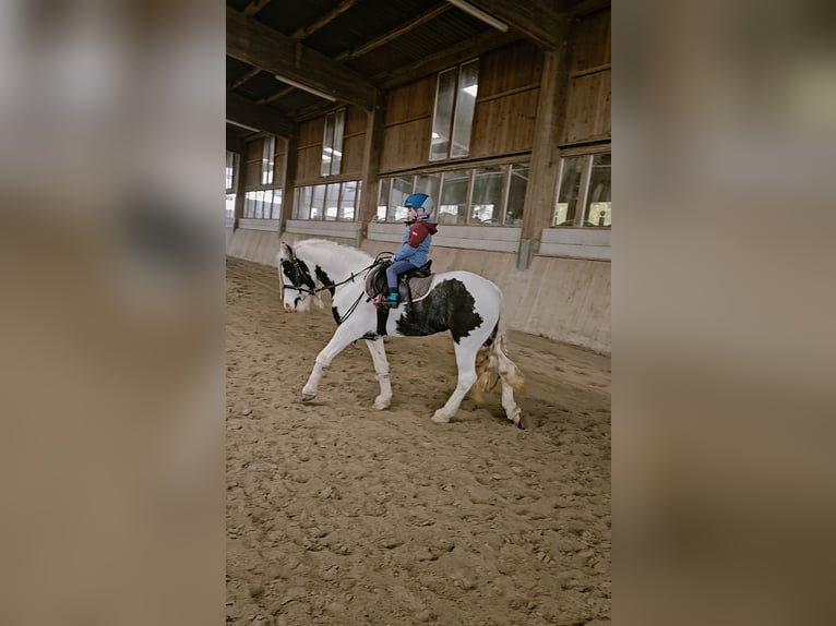 Tinker Klacz 6 lat 134 cm  in Neuried