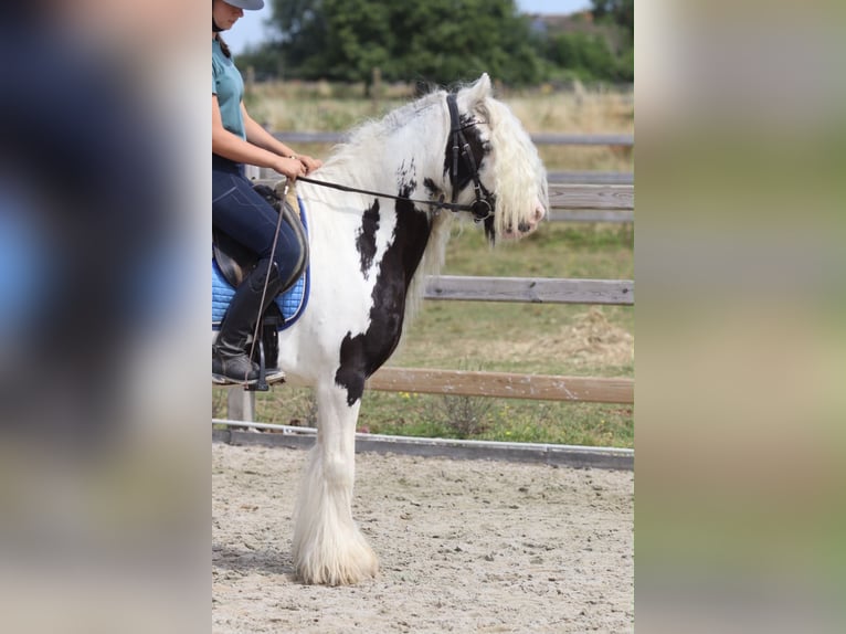 Tinker Klacz 6 lat 135 cm Srokata in Pepingen