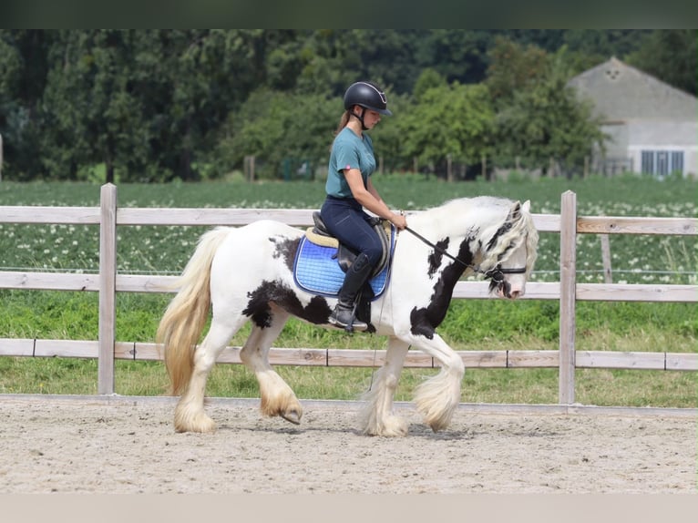 Tinker Klacz 6 lat 135 cm Srokata in Pepingen