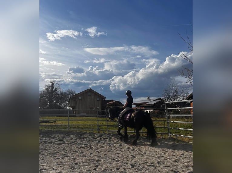 Tinker Klacz 6 lat 138 cm Karosiwa in Grabenstätt