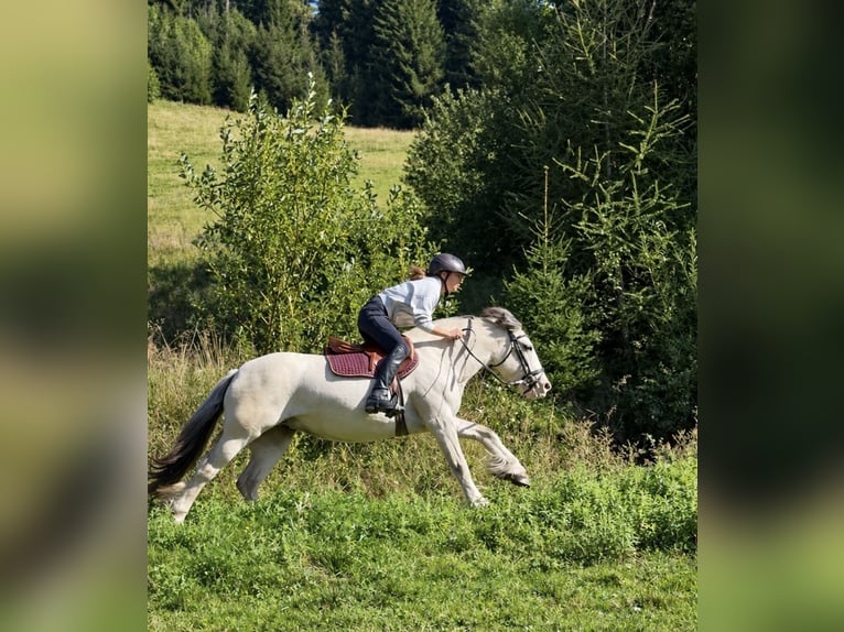 Tinker Klacz 6 lat 148 cm Izabelowata in Obdach