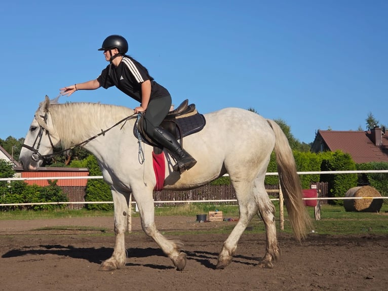 Tinker Mix Klacz 6 lat 155 cm Siwa in Choczewo