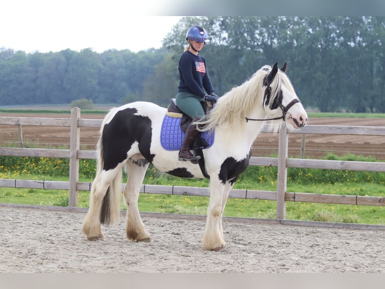 Tinker Klacz 6 lat 160 cm Srokata in Pepingen
