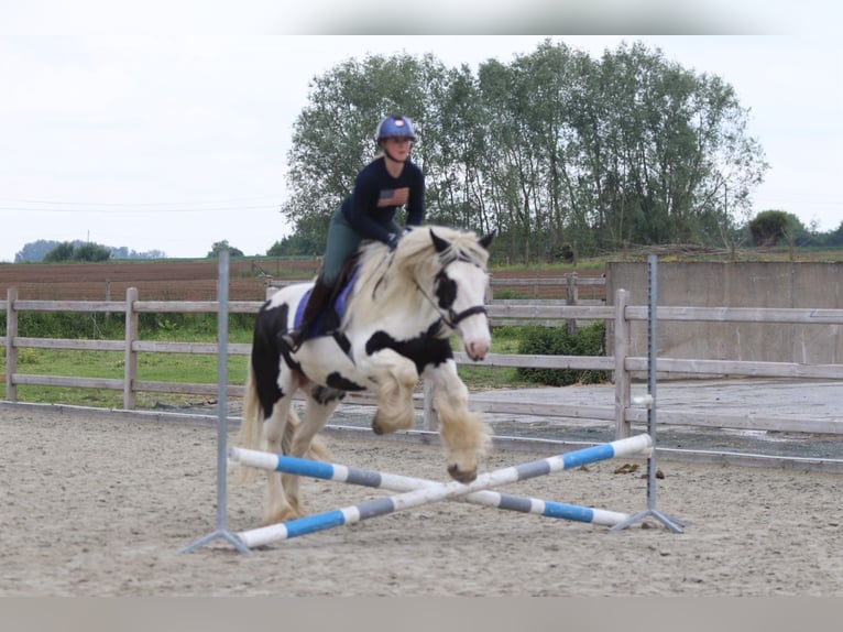 Tinker Klacz 6 lat 160 cm Srokata in Pepingen