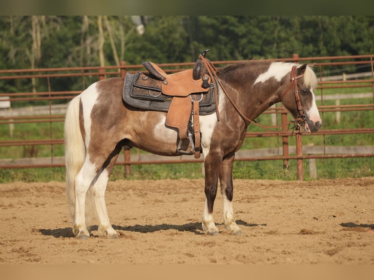 Tinker Mix Klacz 7 lat 112 cm Karodereszowata in Fresno