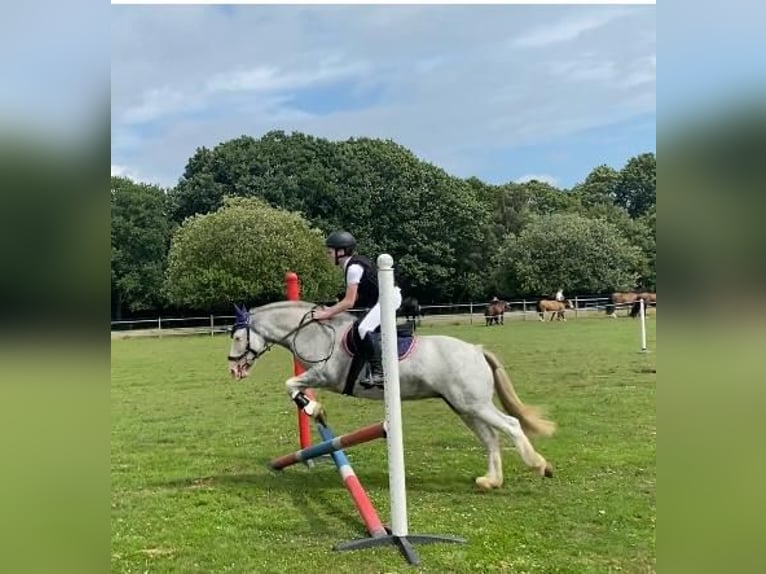 Tinker Klacz 7 lat 132 cm Karodereszowata in West Kingsdown