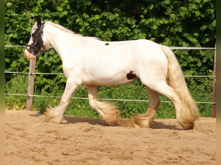Tinker Klacz 7 lat 135 cm Srokata in Velpke