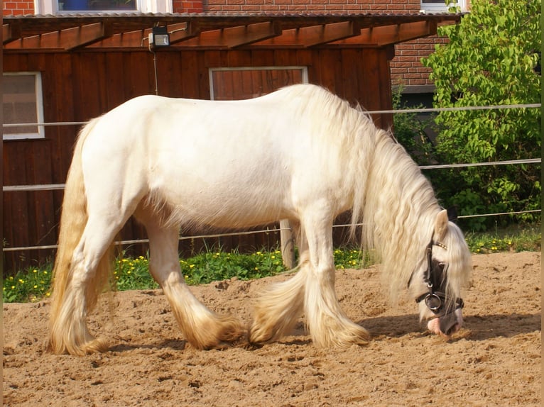 Tinker Klacz 7 lat 135 cm Srokata in Velpke