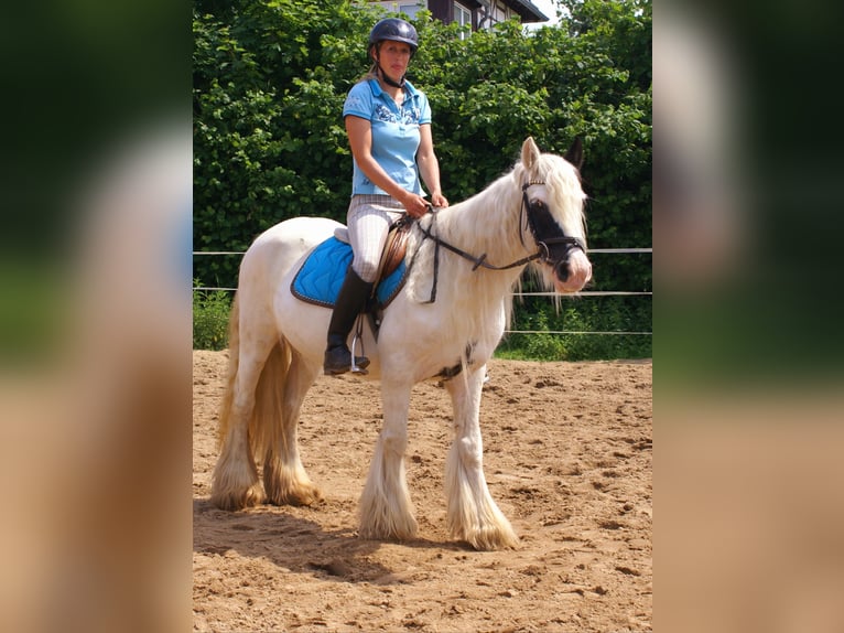 Tinker Klacz 7 lat 135 cm Srokata in Velpke