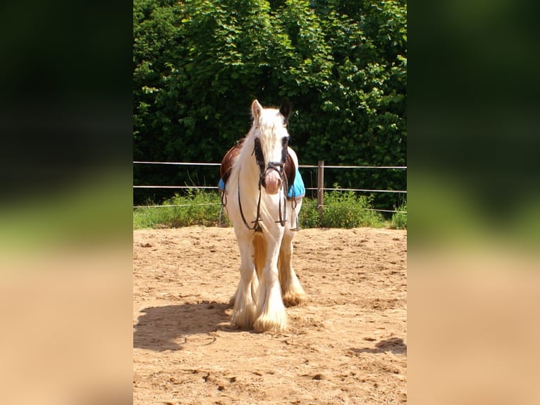 Tinker Klacz 7 lat 135 cm Srokata in Velpke