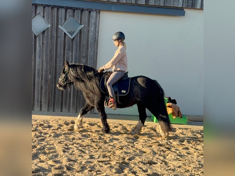 Tinker Klacz 7 lat 137 cm Kara in Daleiden