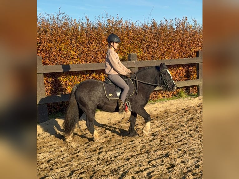 Tinker Klacz 7 lat 137 cm Kara in Daleiden