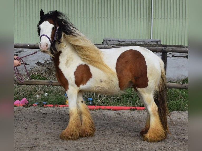 Tinker Klacz 7 lat 142 cm Perłowa in Oldeholtwolde