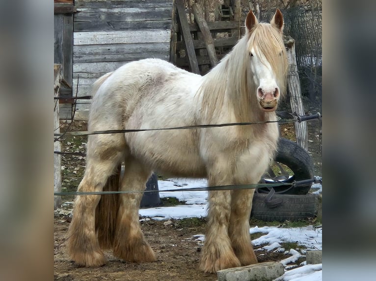 Tinker Klacz 7 lat 152 cm Biała in Le Maisnil
