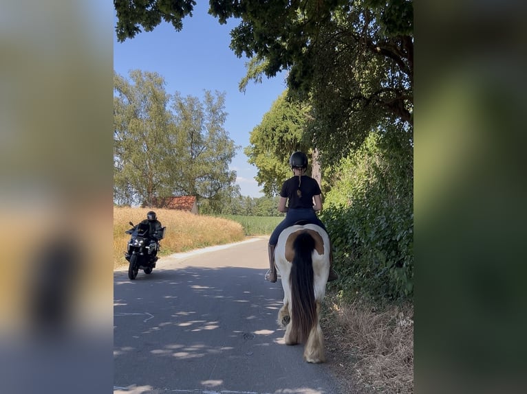 Tinker Klacz 7 lat 152 cm Srokata in AchstettenAchstetten