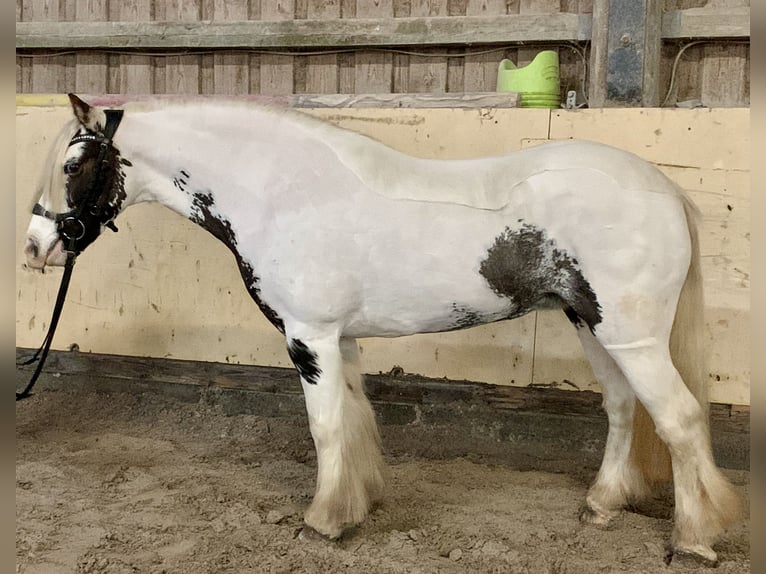 Tinker Klacz 8 lat 135 cm Srokata in W&#xFC;rzburg